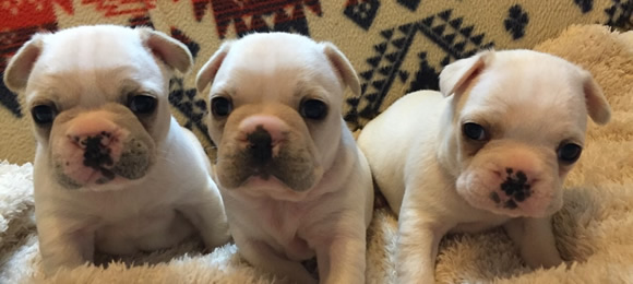 そのだ動物病院　定期健康診断