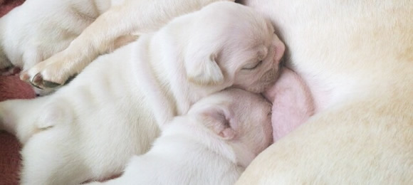 そのだ動物病院　動物病院紹介