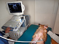 超音波画像検査